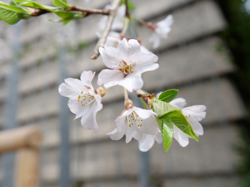 2022年開花時の様子