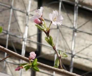 奥村土牛、【醍醐】、希少画集画より、状態良好、新品高級額装付 2025年最新】Yahoo!オークション -奥村土牛 醍醐(絵画)の中古品